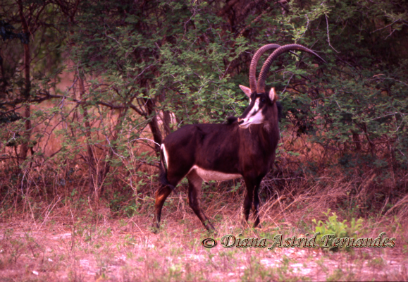 Sable-Antelope-male-Hwange-NP-Zimbabwe